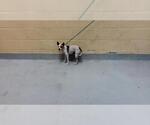 Small Chihuahua Mix