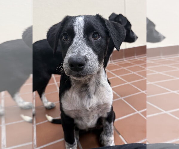 Medium Photo #3 Lab-Pointer Puppy For Sale in Jefferson, NJ, USA