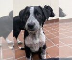 Small #2 Lab-Pointer
