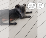 Small #1 Mutt