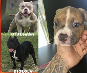 American Bully Puppy for sale in PANAMA CITY, FL, USA
