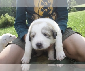 Medium Anatolian Shepherd-Great Pyrenees Mix