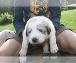 Puppy Cornflower Anatolian Shepherd-Great Pyrenees Mix