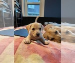 Small #11 Mutt