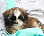 Small #3 Shih Tzu