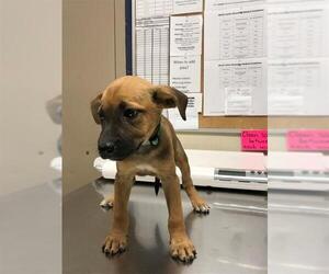 Mutt Dogs for adoption in Conroe, TX, USA