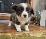 Image preview for Ad Listing. Nickname: Bluie Bridget