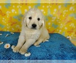 Small Photo #22 English Cream Golden Retriever Puppy For Sale in PEYTON, CO, USA