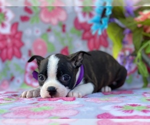 Boston Terrier Puppy for sale in LANCASTER, PA, USA