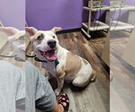 Small #1 American Pit Bull Terrier Mix