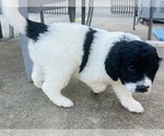 Small Photo #2 Pyredoodle Puppy For Sale in JOPLIN, MO, USA