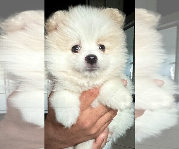 Medium Photo #1 Pomeranian Puppy For Sale in LEHIGH ACRES, FL, USA