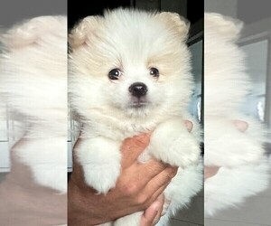 Pomeranian Puppy for Sale in LEHIGH ACRES, Florida USA