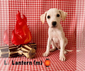 Happy Campers : Lantern - Male Labbe Dog for Adoption - Photo #2