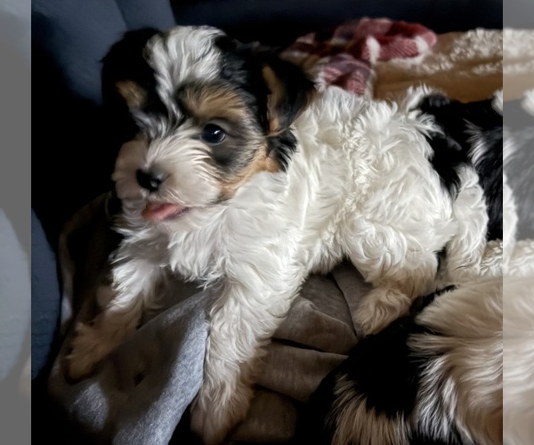 Medium Photo #1 Biewer Terrier Puppy For Sale in EUREKA, MT, USA
