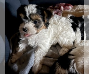 Biewer Terrier Puppy for sale in EUREKA, MT, USA
