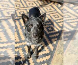 Mutt Dogs for adoption in Paso Robles, CA, USA