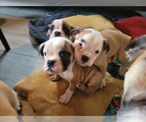 Bulldog Puppy for sale in GIBSONIA, PA, USA