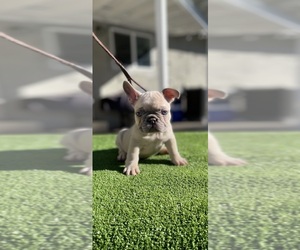 French Bulldog Puppy for sale in SAN BERNARDINO, CA, USA