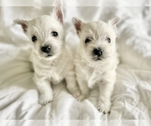 West Highland White Terrier Puppy for sale in MOORESVILLE, NC, USA
