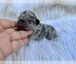 Small Photo #1 French Bulldog Puppy For Sale in HAYWARD, CA, USA