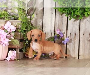 Dachshund Puppy for sale in MOUNT VERNON, OH, USA