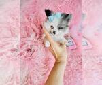 Small #19 Pomeranian