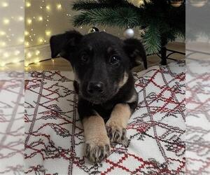 German Shepherd Dog Dogs for adoption in Bakersfield, CA, USA