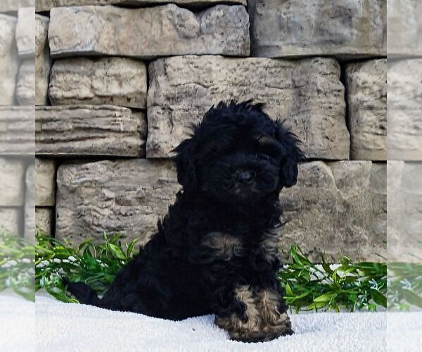 Medium Photo #1 Cavapoo Puppy For Sale in NARVON, PA, USA