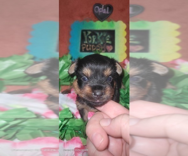 Medium Photo #8 Yorkshire Terrier Puppy For Sale in AKRON, OH, USA