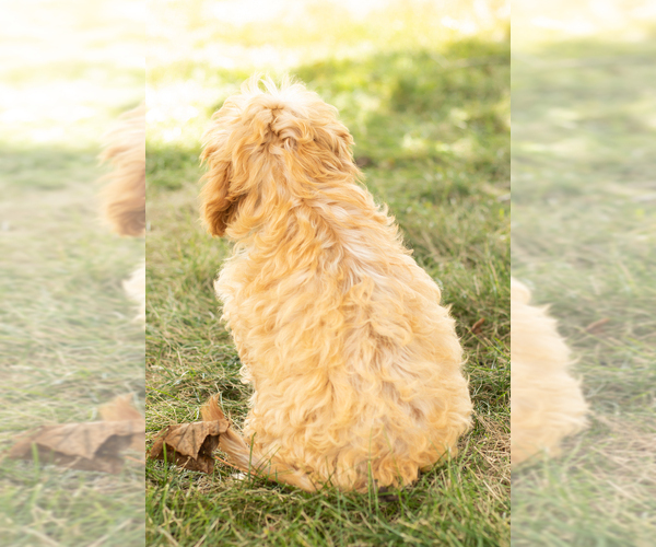 Medium Photo #4 Cavapoo Puppy For Sale in BREMEN, IN, USA