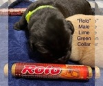 Puppy Rolo Labrador Retriever