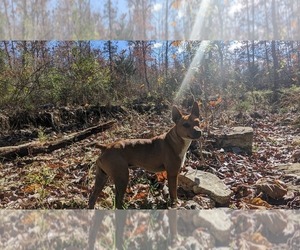 Father of the Rat Terrier puppies born on 08/17/2025