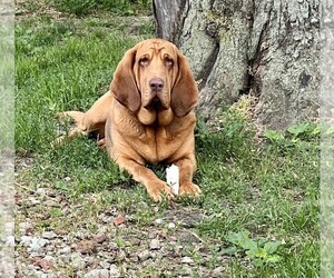 Father of the Bloodhound puppies born on 05/16/2022