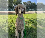 Small #3 Poodle (Standard)