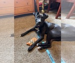 Linus - Male Bullboxer Pit Dog for Adoption - Small photo