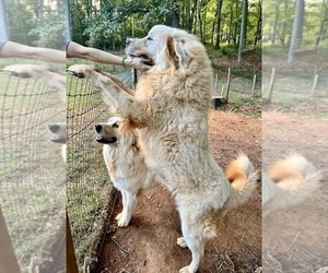 Great Pyrenees Puppy for sale in NEWTON, NC, USA