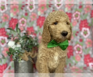 Goldendoodle Puppy for sale in LANCASTER, PA, USA