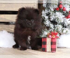 Pomeranian Puppy for sale in MOUNT VERNON, OH, USA