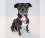 Small #6 Labrador Retriever Mix