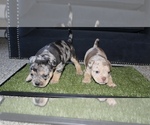 Small Photo #1 American Bully Puppy For Sale in BALTIMORE, MD, USA