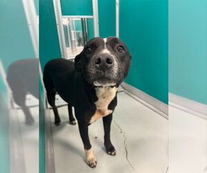 Mutt Dogs for adoption in Oklahoma City, OK, USA