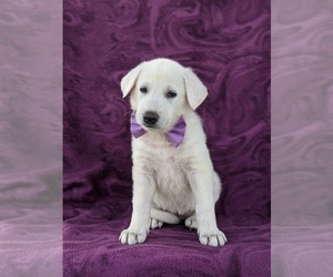 German Shepherd Dog Puppy for sale in PEACH BOTTOM, PA, USA