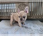 Small #1 French Bulldog