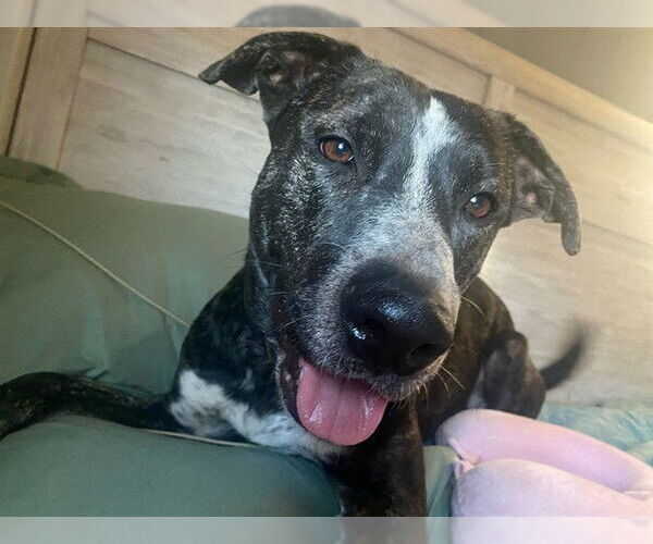 Medium Photo #2 Mutt Puppy For Sale in Louisville, KY, USA