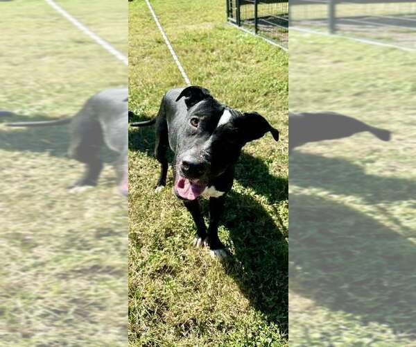 Medium Photo #2 Mutt Puppy For Sale in Abbeville, LA, USA