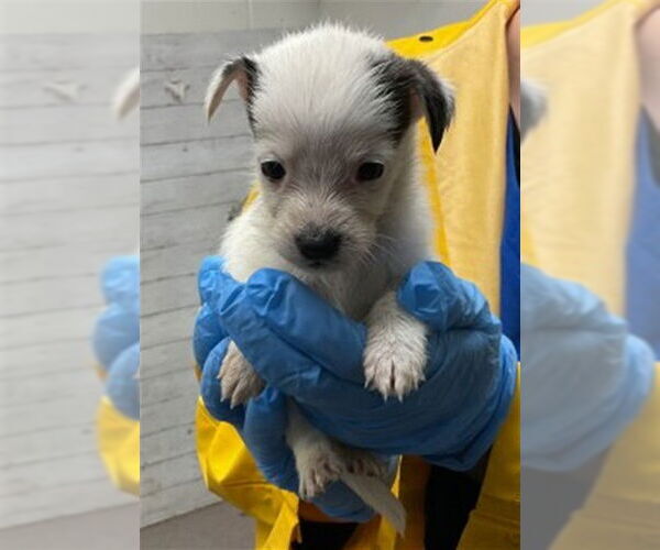 Medium Photo #1 Mutt Puppy For Sale in San Bernardino, CA, USA