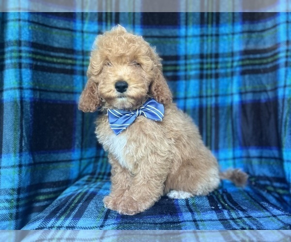 Medium Photo #1 Cock-A-Poo Puppy For Sale in LAKELAND, FL, USA