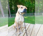 Small #3 Labrador Retriever Mix
