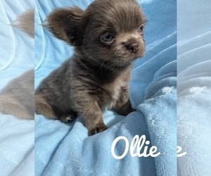 Chihuahua Puppy for sale in NEW HAVEN, IN, USA